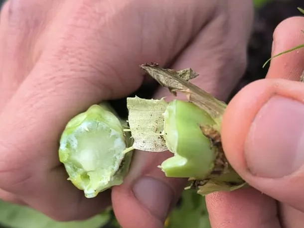 Al cortar una lechuga recién cosechada larga un líquido blanco, como leche: es su savia natural.