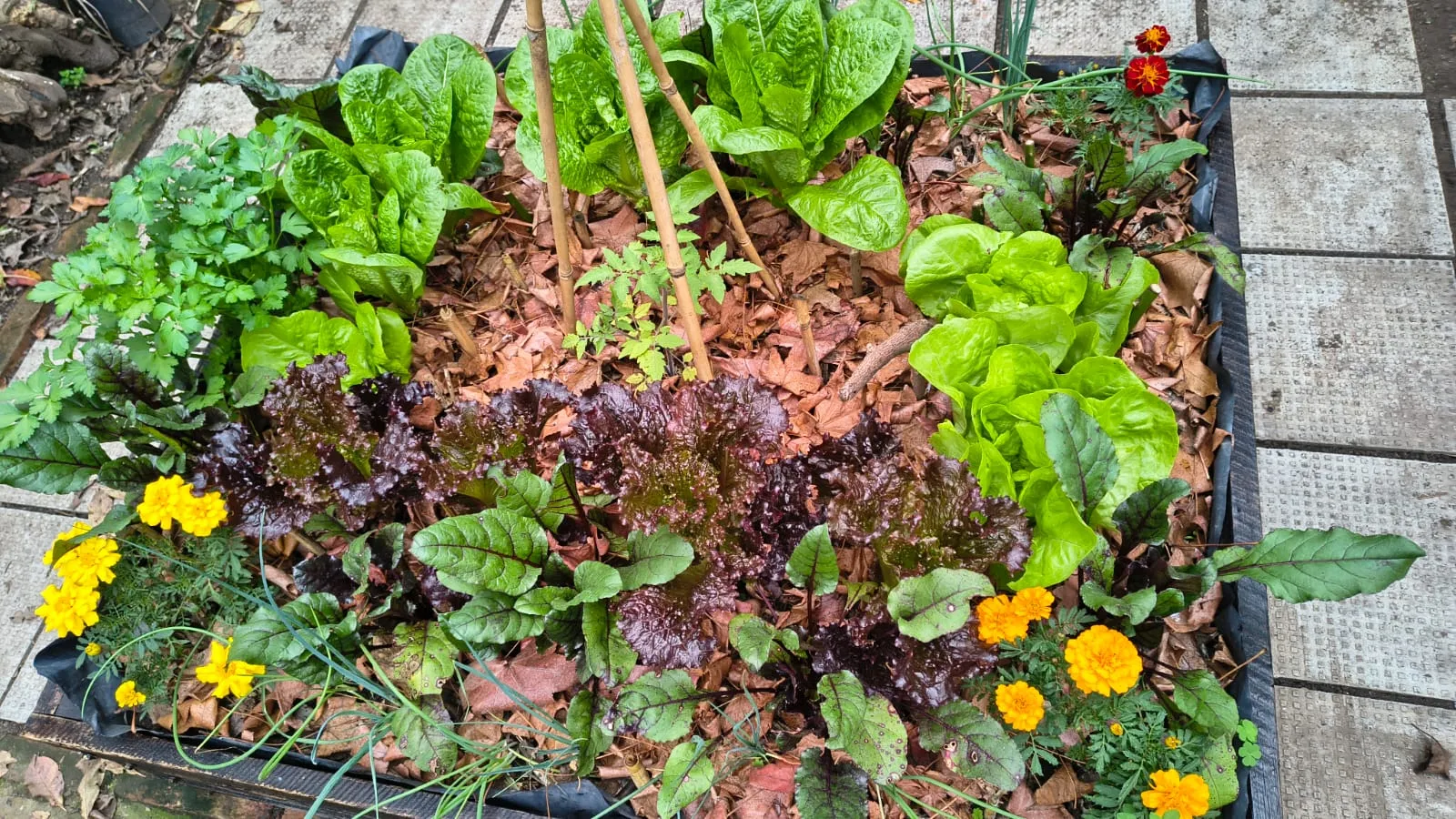 Mi cajón de cultivo casero con lechugas verdes y moradas, perejil, remolacha, caléndulas y mulching de hojas secas